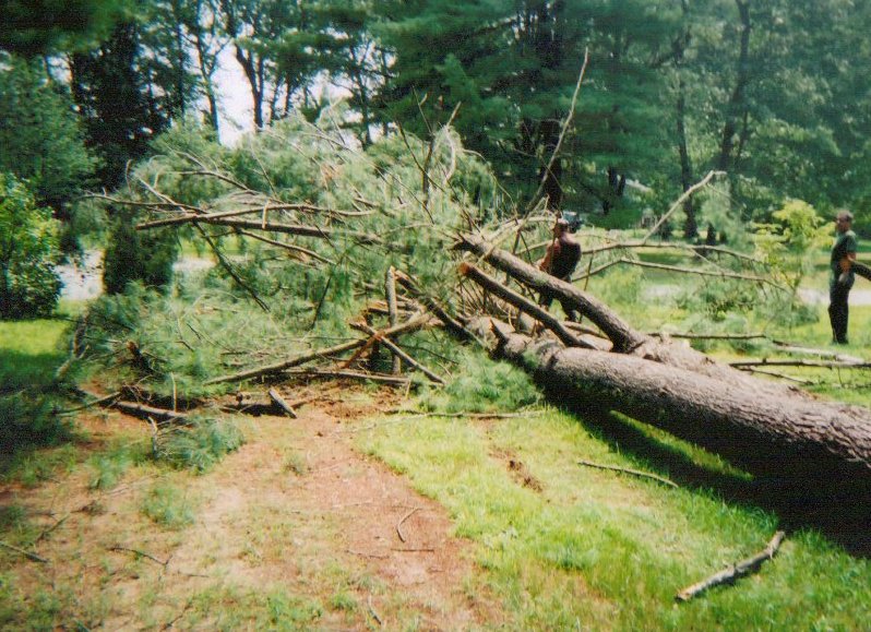 Fallen Pine