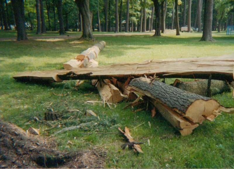 Fallen Tree